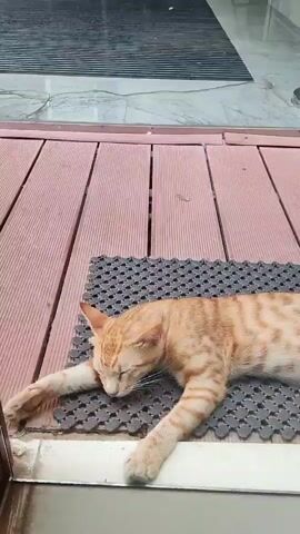 A ginger and white tabby cat is lying on its side on a gray doormat on a wooden deck. The cat's eyes are closed and its paws are stretched out. The cat appears to be sleeping. The deck is next to a glass door, and beyond the door is an interior space with a striped mat on the floor.