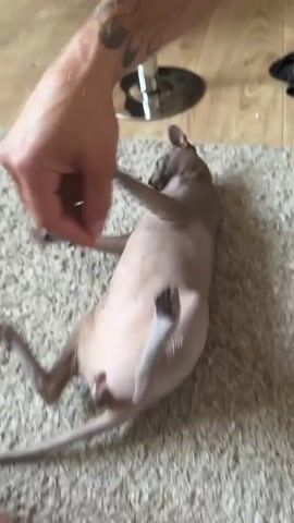 A person's arm, tattooed with flame-like designs, reaches down towards a hairless cat lying on its back on a textured rug. The cat's body is a light grey, and its eyes are wide and looking towards the arm. The cat's paws are raised, and its body is contorted as if playing or being tickled. The scene appears to be indoors, with a glimpse of a wooden floor and a metallic chair leg in the background. The lighting suggests it could be daytime. The interaction seems playful, with the cat in a relaxed, almost humorous pose. There is no visible text.