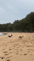 Casual beach day documented in Choeng Thale, Thailand