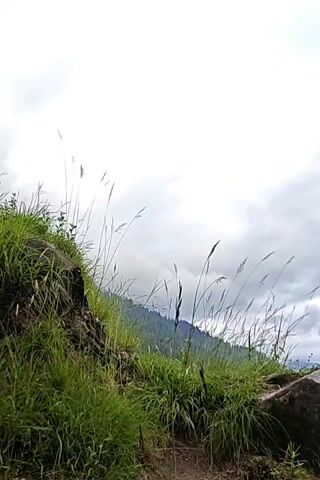 The video pans from left to right across a grassy hillside with rocks and tall blades of grass. In the background, a cloudy sky stretches over a distant, tree-covered mountain range.