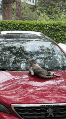 Daily life documented in Budva: cats, dogs, café meals