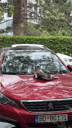 Daily life documented in Budva: cats, dogs, café meals