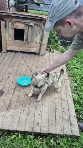 A person's hand is petting a dog on its head. The dog is standing on a wooden deck, and a doghouse is visible in the background. A blue bowl with food is next to the dog. The scene appears to be outdoors, with greenery visible behind the doghouse.