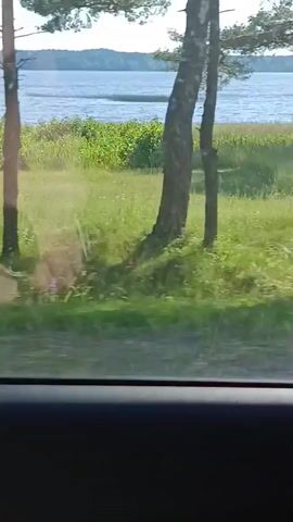 The video is filmed from inside a vehicle, looking out the window. The view shows a grassy area with trees and a body of water in the distance. There are some rocks visible on the ground. Reflections on the window obscure some of the view, but it appears to be a rural or natural setting on a sunny day. The vehicle appears to be moving.