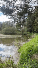 Peaceful pond scene documented in Chaikovsky, Russia