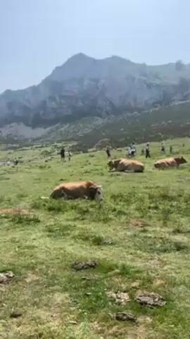 The video depicts a field of bright green grass dotted with sun-drenched rocks. Several cows are lounging on the grass, some lying down, their bodies casting shadows on the ground. In the background, a group of people, possibly hikers or tourists, are gathered, some walking around. Dominating the scene is a large, rocky mountain under a clear, bright sky. The overall ambiance is one of a relaxed, rural setting on a sunny day.