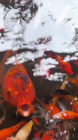 A school of koi fish swim in murky water. The fish are various colors including orange, white, and black. The camera is positioned above the water, looking down. The fish are close to the surface and appear to be feeding. The water is disturbed, creating ripples and reflections of the sky.