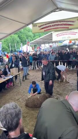 Here's a description of the video:

The video shows a sheep shearing competition or demonstration taking place under a large white tent. A crowd of people are gathered around a fenced-in area with several sheep. Three men are actively shearing sheep, while others observe. One man is kneeling and using hand shears, another is standing and possibly supervising, and the third man is bent over shearing a sheep in the background. The ground is covered in dirt and wood chips.

There are people of various ages and appearances in the crowd, dressed in casual clothing. Some are taking photos or videos with their phones. Behind the crowd is a row of tents and flags. A banner is hanging above the shearing area with writing in a foreign language. A table with people seated at it is visible to the left of the frame, possibly judges or organizers.
