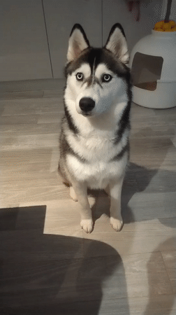 Cows grazing in a Crauthem pasture, plus a husky with a snack