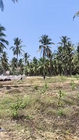 A person is walking through a field with coconut trees in the background. The person is wearing dark clothing and appears to be walking towards the left side of the frame. The ground is covered in dry grass and some scattered leaves. The sky is clear and blue.