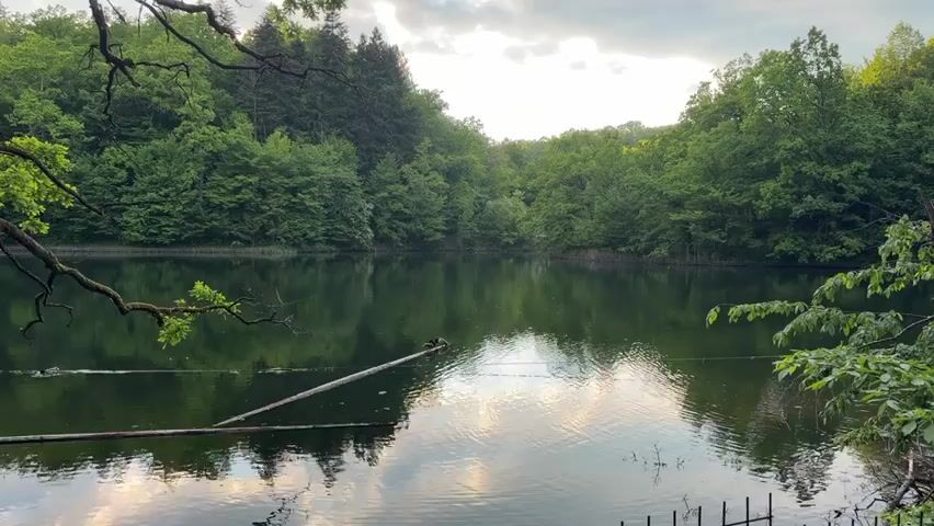 The video shows a still lake surrounded by lush green trees under a cloudy sky. A long, thin log floats in the water, and two ducks are perched on it. They appear to be grooming themselves. The water reflects the trees and sky. In the foreground, tree branches frame the shot. A short, dark fence is visible at the bottom right of the screen. In the background, a voice speaks in an unknown language.