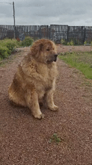 Tibetan Mastiffs spotted in residential yard in Kempelevo, Russia