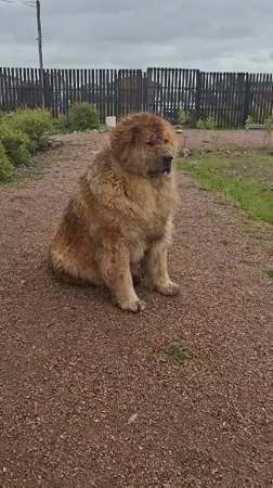 Tibetan Mastiffs spotted in residential yard in Kempelevo, Russia