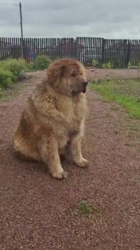 Tibetan Mastiffs spotted in residential yard in Kempelevo, Russia