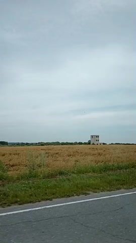 A car is driving on a road next to a field of wheat. In the distance, there is a small, unfinished building. The sky is cloudy.