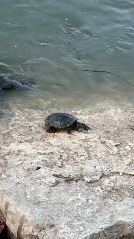 The video shows two turtles near the edge of a body of water. A small turtle is on a large, light-colored rock at the water's edge. To the left of the small turtle, a much larger turtle is partially submerged in the water, with its head and front limbs visible. The water is murky and appears to contain some debris or plant matter. In the background, the water surface is rippled, suggesting movement. The overall environment seems to be an outdoor natural setting near a lake or pond.