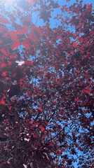 Red-leafed tree observed in bright sunlight, Barcelona