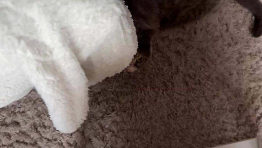 The camera looks down at a gray cat on a brown shaggy rug. A white fluffy item is to the cat's left. The cat peeks out from under the white item.  A piece of white cardboard is placed in front of the cat. The camera is shaky.
