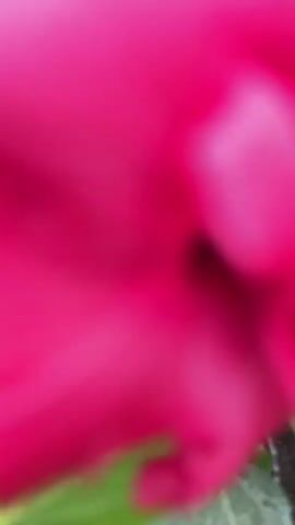 A close-up shot focuses on a vibrant pink hibiscus flower. The petals are a deep magenta, with a delicate texture. The center of the flower reveals a cluster of stamens, tipped with yellow anthers. The surrounding environment is blurred, suggesting a natural outdoor setting with green foliage visible. The camera appears to be moving slightly, perhaps simulating a gentle breeze or a handheld recording. The focus shifts subtly, highlighting different parts of the flower.