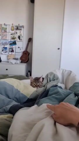 The video shows a tabby cat peeking out from under a colorful duvet on a bed. The cat's head and shoulders are visible, with its ears perked and eyes wide. The duvet is a patchwork of blue, green, and yellow stripes. In the background, a white wardrobe stands against a light-colored wall. To the left, a dresser with drawers is visible, adorned with a string of photos and postcards. A ukulele hangs on the wall above the dresser. The room appears to be a bedroom, likely in a home. The lighting suggests it is daytime, possibly morning or afternoon, with sunlight illuminating the room. The overall mood seems relaxed and domestic, with the cat appearing curious or playful. There is no visible text in the video.
