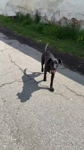 The video captures a close-up encounter with a black dog in an outdoor setting in Касапите, Bulgaria. The dog, which has short black fur and a small white patch on its chest, is the central subject.

Initially, the dog is seen walking towards the camera along an asphalt path. Its mouth is slightly open, giving the impression of panting or a friendly expression. Distinct shadows cast on the path indicate bright sunlight, suggesting it is daytime and clear weather. In the background, there's a weathered, light-colored wall with some crumbling sections, and patches of green grass and weeds growing along its base.

As the dog continues to approach, the camera focuses more closely. The dog's ears are somewhat floppy, and its eyes appear curious. In the final moments of the video, the dog is very close to the camera, with the frame filled by its snout, nose, and eyes, allowing for a detailed view of its facial features and whiskers. The dog's demeanor throughout the video appears calm and friendly, showing no signs of aggression as it confidently approaches the person filming. There is no visible text in the video.