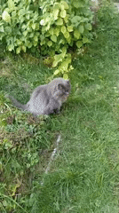 Gray cat relaxes in a blooming Mochische garden