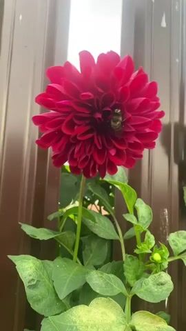 A close-up video shows a large, dark red dahlia flower with a bee on its petals. The flower is in focus against a blurred background of a brown fence and a vertical white light. The bee is black and yellow and is partially hidden within the petals, appearing to be collecting nectar or pollen. The video is framed from below, looking up at the flower.