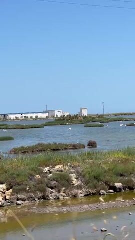 The video shows a body of water with some structures and vegetation. In the foreground, there is a muddy area with some green grass and rocks. The water itself appears to be shallow in places and has some green vegetation growing in it. In the background, there are several white buildings with flat roofs, and some of them have antennas. There are also some trees or shrubs visible. The sky is clear and blue. There are some white birds in the water. A dark pole is visible on the left side of the frame. The video appears to be shot from a moving vehicle.
