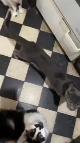 Two cats are on a black-and-white checkered floor. One cat is gray and the other is black and white. The gray cat meows. The camera is held by a person, whose legs and feet are visible. The person interacts with the cats. A washing machine or dryer is partially visible in the background.
