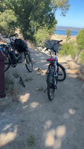 The video shows two electric bicycles parked on a dirt path with a lake in the background. There are several squirrels on the ground near the bicycles. The environment appears to be a park or recreational area with trees and a picnic table visible. One of the bicycles is light blue with a pink seat and a rear rack. The other bicycle is black with a black bag and a black basket on the handlebars. A brown trash bin is also visible in the foreground. The lighting suggests it is daytime, likely sunny.