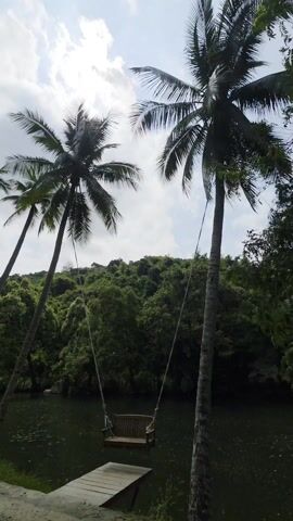 The video shows a swing hanging between two palm trees by a lake. A small wooden dock extends from a stone platform towards the water. Lush green trees and vegetation cover the hill in the background. The sky is partly cloudy.