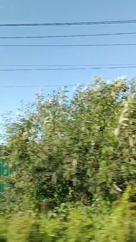 The video shows a view from a moving vehicle, looking out over a rural landscape under a clear blue sky. Dense green foliage and trees dominate the foreground and middle ground, blurring due to the motion. Beyond the greenery, glimpses of houses with tiled roofs are visible, along with a corrugated metal fence. Power lines are strung across the upper portion of the frame. The scene suggests a journey through a residential area or countryside.