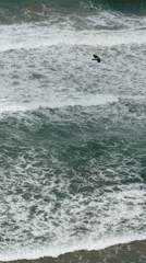 Black bird filmed flying over Mediterranean shore in Netanya
