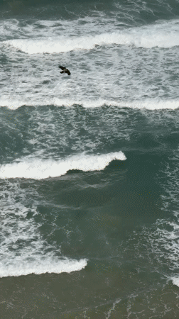 Black bird filmed flying over Mediterranean shore in Netanya