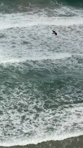Black bird filmed flying over Mediterranean shore in Netanya