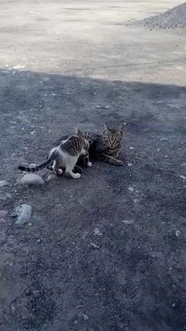 A mother cat lays on a gravelly surface, with her kitten nursing. The mother cat is mostly brown tabby with black stripes, and the kitten is a lighter tabby with white markings on its chest and paws. The kitten is latched onto the mother's teat, and the mother appears relaxed. The background is out of focus but suggests an outdoor setting with a lighter colored surface beyond the gravel.