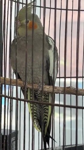 Owls, parrots, and garden life at a Bali property