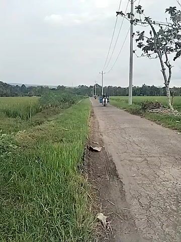 The video presents a rural landscape in Bangsri, Indonesia, under an overcast sky. A narrow, somewhat cracked asphalt road stretches straight into the distance, flanked on both sides by vast, verdant rice fields. To the right of the road, a tall utility pole with overhead power lines stands beside a leafy tree.

A person is seen riding a white motorcycle towards the camera. The motorcycle is notable for a large, bright blue rectangular panel or box attached to its left side, suggesting it is equipped for carrying items. The rider, dressed in light-colored clothing and wearing a helmet, passes by the camera. Another smaller motorcycle is visible further down the road, also traveling away from the camera.

The rice fields extend to the horizon, where distant hills or dense forested areas are faintly visible beneath the gray sky. The immediate roadside features green grass and some exposed dirt. The scene captures a quiet moment of daily life and transportation within an agricultural setting. No visible text is present in the media.