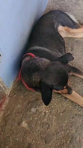 The video shows two dogs lying down on a concrete surface next to a blue wall. The first dog, which is black and tan, is lying on its side with its head resting on its paw. It appears to be sleeping or resting. The second dog, a husky, is lying on its back with its paws in the air. It also appears to be resting or sleeping. The concrete surface is cracked and appears to be outdoors. The lighting suggests it is daytime.