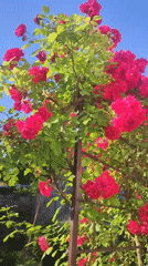 Red climbing roses in full bloom on a garden trellis