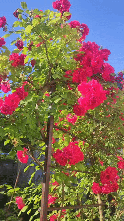 Red climbing roses in full bloom on a garden trellis