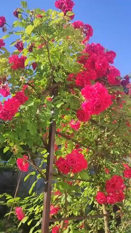 This video showcases a vibrant climbing rose bush laden with numerous bright red roses. The bush is supported by a dark metal trellis, suggesting it's growing in a garden or yard. Sunlight illuminates the scene, casting a warm glow on the petals and green leaves, indicating it's likely daytime. The clear blue sky in the background suggests fair weather. The camera pans upwards through the rose bush, focusing on the abundance of flowers and foliage. The movement is gentle, allowing viewers to appreciate the full bloom of the roses. There is no visible text in the video. The overall impression is one of natural beauty and a flourishing garden, evoking a sense of peace and the peak of summer. The location context of Yurkivtsi, Ukraine, places this scene in a rural or suburban setting within that region.