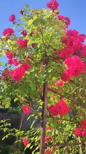 Red climbing roses in full bloom on a garden trellis