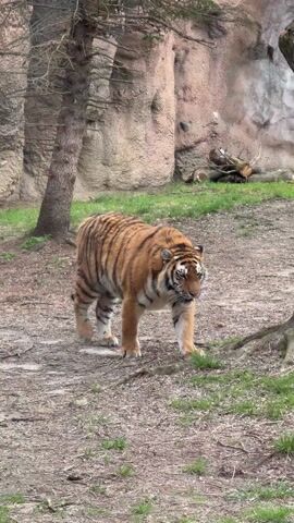 A tiger walks directly toward the viewer in a zoo enclosure. The ground is covered with dirt, bits of grass, and dead leaves. There are several trees in the enclosure, as well as a rock formation in the background. The tiger is orange with black stripes and white patches on its face. Children can be heard yelling in the background.