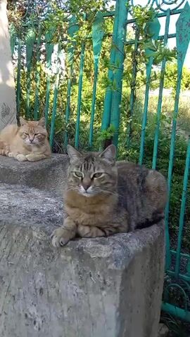 Two cats are resting on concrete steps outdoors. One cat, an orange tabby, lies down on a step in the background. Another cat, a brown and black tabby, is lying down in the foreground. The cats are near a green metal fence and lush green foliage. The sun is shining, casting shadows on the scene. There is some graffiti on a concrete structure in the background.