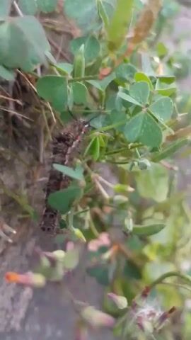 A close-up shot shows a brown, spiky caterpillar crawling among green clover and small red-tipped flowers growing near a concrete surface. The caterpillar is the main focus, and the shot follows its movement. The plants surround the insect, creating a natural, close-up view of the creature in its habitat.