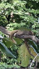 Squirrel at rest on a tree branch in Ko Samui