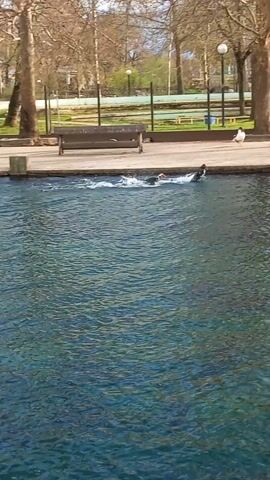 The video shows a pond in a park-like setting with several white ducks and some black ducks. One black duck is splashing in the water, creating ripples. There are trees in the background, some benches, and a fenced-off area that might be a playground or garden. The day appears to be sunny. The camera pans slightly to the right to show more of the pond and the ducks lining the edge. Some birds fly overhead in the distance.