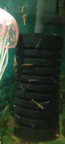 This is a close-up, medium shot of a black cylindrical sponge filter in an aquarium. Numerous small shrimp are clinging to the surface of the filter, some appearing to be feeding or resting. The shrimp vary in color, with some being translucent, light brown, and a few appearing slightly blue. In the upper left corner, a portion of a pink and white jellyfish decoration is visible. The background of the aquarium is a blurry green, with some pebbly substrate at the bottom and what appear to be submerged plants or decorations. The lighting is sufficient to clearly see the shrimp and filter. There are no people visible in the video.
