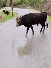 Cattle spotted grazing in rural Abkhazia fields Tuesday morning